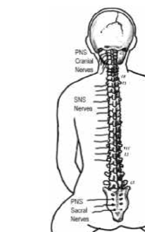 Diagram of the autonomic nervous system used in the zazen posture section