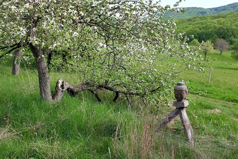 Kvitnúca jabloň a hlava Budhu na drevenom podstavci na lúke